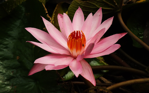 Pink lily blooms from Chrome web store to be run with OffiDocs Chromium online Pink lily blooms from Chrome web store to be run with OffiDocs Chromium online