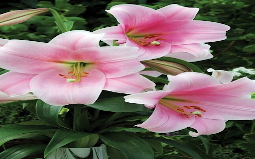 Pink Lily Flower Wallpaper from Chrome web store to be run with OffiDocs Chromium online Pink Lily Flower Wallpaper from Chrome web store to be run with OffiDocs Chromium online