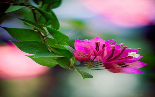 Pink Paper Flower Wallpaper from Chrome web store to be run with OffiDocs Chromium online Pink Paper Flower Wallpaper from Chrome web store to be run with OffiDocs Chromium online