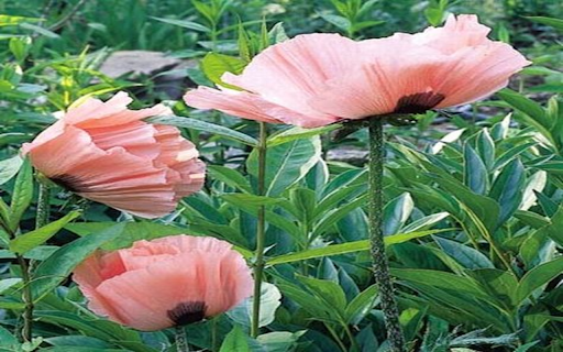 Pink Poppy Wallpaper from Chrome web store to be run with OffiDocs Chromium online Pink Poppy Wallpaper from Chrome web store to be run with OffiDocs Chromium online