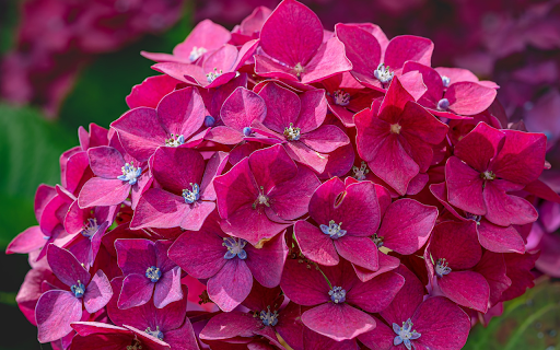 Pink purple flower from Chrome web store to be run with OffiDocs Chromium online Pink purple flower from Chrome web store to be run with OffiDocs Chromium online