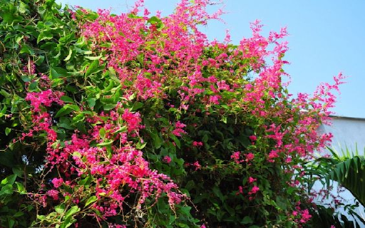 pink tigon flower wallpaper from Chrome web store to be run with OffiDocs Chromium online pink tigon flower wallpaper from Chrome web store to be run with OffiDocs Chromium online