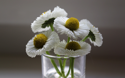 Pistil flower from Chrome web store to be run with OffiDocs Chromium online Pistil flower from Chrome web store to be run with OffiDocs Chromium online