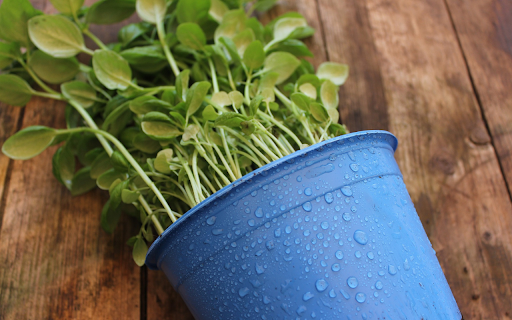 Plant nursery pots from Chrome web store to be run with OffiDocs Chromium online Plant nursery pots from Chrome web store to be run with OffiDocs Chromium online