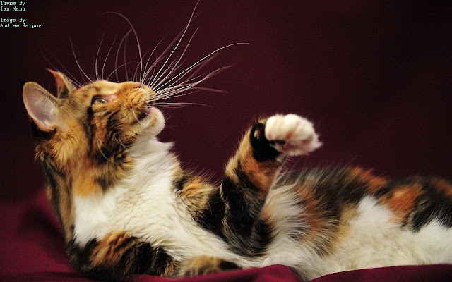 Playful Cat from Chrome web store to be run with OffiDocs Chromium online Playful Cat from Chrome web store to be run with OffiDocs Chromium online