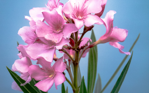 Plumeria on Sky Blue Background from Chrome web store to be run with OffiDocs Chromium online Plumeria on Sky Blue Background from Chrome web store to be run with OffiDocs Chromium online