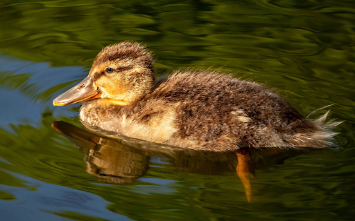 Plump Duck from Chrome web store to be run with OffiDocs Chromium online Plump Duck from Chrome web store to be run with OffiDocs Chromium online