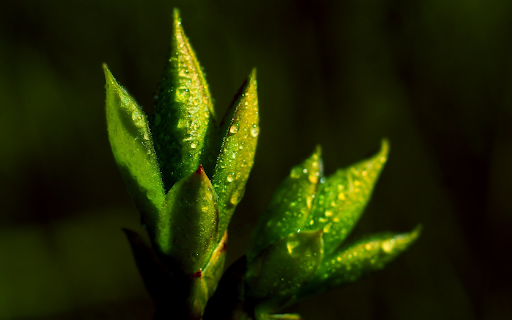 Plump young shoots from Chrome web store to be run with OffiDocs Chromium online Plump young shoots from Chrome web store to be run with OffiDocs Chromium online