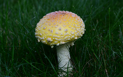 Poisonous Mushroom in Early Grass from Chrome web store to be run with OffiDocs Chromium online Poisonous Mushroom in Early Grass from Chrome web store to be run with OffiDocs Chromium online
