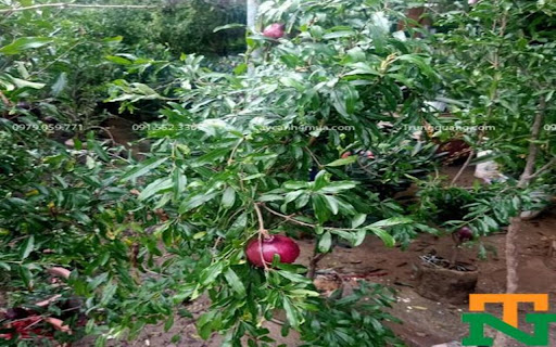 pomegranate tree wallpaper with fruit from Chrome web store to be run with OffiDocs Chromium online pomegranate tree wallpaper with fruit from Chrome web store to be run with OffiDocs Chromium online