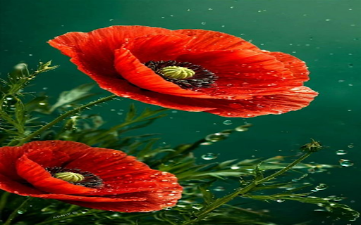 Poppy wallpaper from Chrome web store to be run with OffiDocs Chromium online Poppy wallpaper from Chrome web store to be run with OffiDocs Chromium online