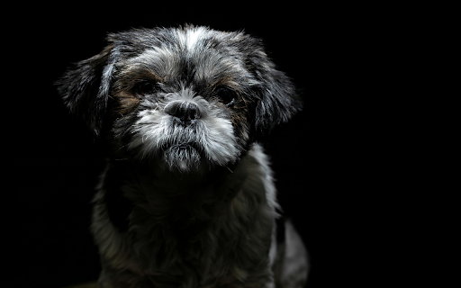 Portrait of a Cute Little Dog from Chrome web store to be run with OffiDocs Chromium online Portrait of a Cute Little Dog from Chrome web store to be run with OffiDocs Chromium online