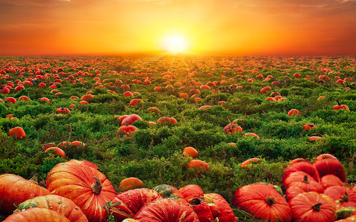 Pumpkins flooded the garden from Chrome web store to be run with OffiDocs Chromium online Pumpkins flooded the garden from Chrome web store to be run with OffiDocs Chromium online