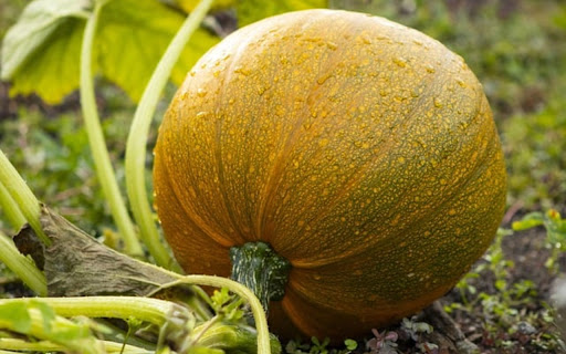 PUMPKIN THEME from Chrome web store to be run with OffiDocs Chromium online PUMPKIN THEME from Chrome web store to be run with OffiDocs Chromium online