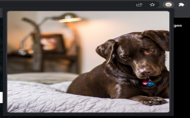 Puppies from Chrome web store to be run with OffiDocs Chromium online Puppies from Chrome web store to be run with OffiDocs Chromium online