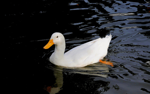 Pure white duck from Chrome web store to be run with OffiDocs Chromium online Pure white duck from Chrome web store to be run with OffiDocs Chromium online