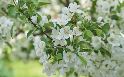 Pure white flower branches from Chrome web store to be run with OffiDocs Chromium online Pure white flower branches from Chrome web store to be run with OffiDocs Chromium online