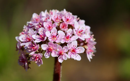 Purple Bud Flower from Chrome web store to be run with OffiDocs Chromium online Purple Bud Flower from Chrome web store to be run with OffiDocs Chromium online