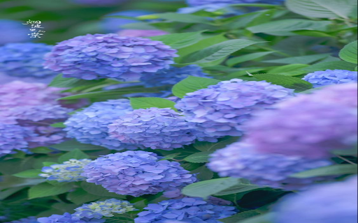purple carnation wallpaper from Chrome web store to be run with OffiDocs Chromium online purple carnation wallpaper from Chrome web store to be run with OffiDocs Chromium online