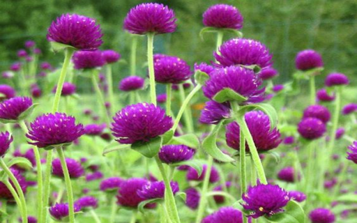purple crystal daisies wallpaper from Chrome web store to be run with OffiDocs Chromium online purple crystal daisies wallpaper from Chrome web store to be run with OffiDocs Chromium online
