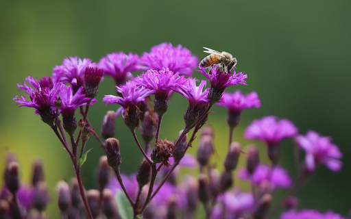 Purple flower branches from Chrome web store to be run with OffiDocs Chromium online Purple flower branches from Chrome web store to be run with OffiDocs Chromium online