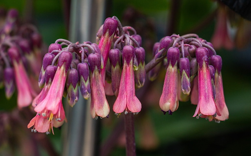 Purple flower branches droop from Chrome web store to be run with OffiDocs Chromium online Purple flower branches droop from Chrome web store to be run with OffiDocs Chromium online
