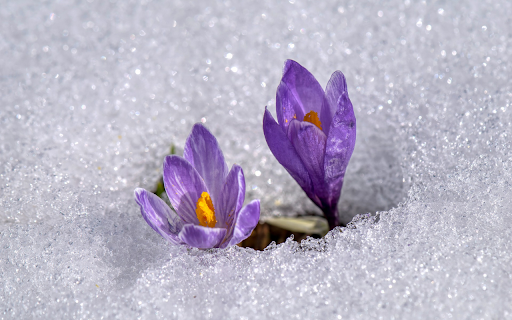 Purple flower in frost from Chrome web store to be run with OffiDocs Chromium online Purple flower in frost from Chrome web store to be run with OffiDocs Chromium online