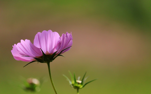 Purple flower in the sun from Chrome web store to be run with OffiDocs Chromium online Purple flower in the sun from Chrome web store to be run with OffiDocs Chromium online