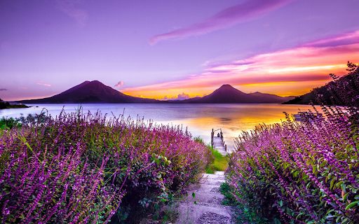 Purple flowers by the lake from Chrome web store to be run with OffiDocs Chromium online Purple flowers by the lake from Chrome web store to be run with OffiDocs Chromium online