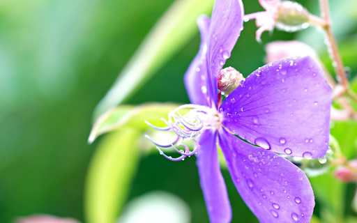 Purple flowers in the rain from Chrome web store to be run with OffiDocs Chromium online Purple flowers in the rain from Chrome web store to be run with OffiDocs Chromium online