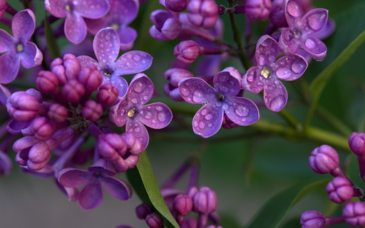 Purple flowers stagnate water from Chrome web store to be run with OffiDocs Chromium online Purple flowers stagnate water from Chrome web store to be run with OffiDocs Chromium online
