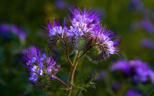 Purple flower top from Chrome web store to be run with OffiDocs Chromium online Purple flower top from Chrome web store to be run with OffiDocs Chromium online