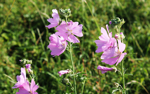 Purple flower trees from Chrome web store to be run with OffiDocs Chromium online Purple flower trees from Chrome web store to be run with OffiDocs Chromium online