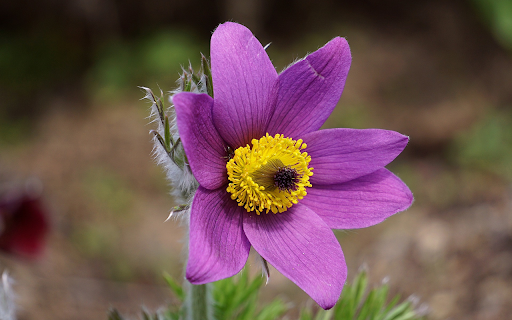 Purple flower with yellow pistil from Chrome web store to be run with OffiDocs Chromium online Purple flower with yellow pistil from Chrome web store to be run with OffiDocs Chromium online
