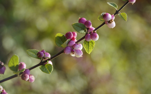 Purple fruit branches from Chrome web store to be run with OffiDocs Chromium online Purple fruit branches from Chrome web store to be run with OffiDocs Chromium online