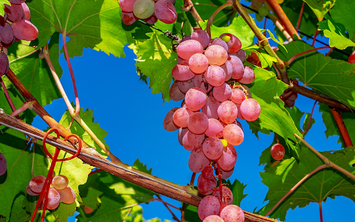 Purple grape from Chrome web store to be run with OffiDocs Chromium online Purple grape from Chrome web store to be run with OffiDocs Chromium online