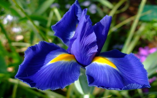 Purple Iris wallpaper from Chrome web store to be run with OffiDocs Chromium online Purple Iris wallpaper from Chrome web store to be run with OffiDocs Chromium online