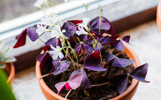 Purple leaves and white flowers from Chrome web store to be run with OffiDocs Chromium online Purple leaves and white flowers from Chrome web store to be run with OffiDocs Chromium online