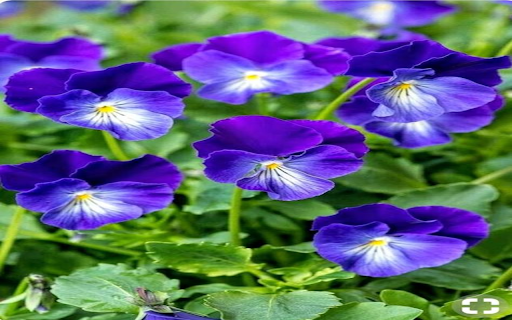 Purple Pansy Wallpaper from Chrome web store to be run with OffiDocs Chromium online Purple Pansy Wallpaper from Chrome web store to be run with OffiDocs Chromium online