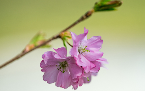 Purple Pink Cherry Blossoms from Chrome web store to be run with OffiDocs Chromium online Purple Pink Cherry Blossoms from Chrome web store to be run with OffiDocs Chromium online