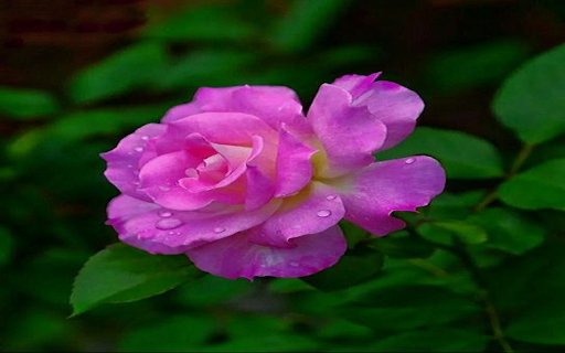 Purple pink rose wallpaper from Chrome web store to be run with OffiDocs Chromium online Purple pink rose wallpaper from Chrome web store to be run with OffiDocs Chromium online