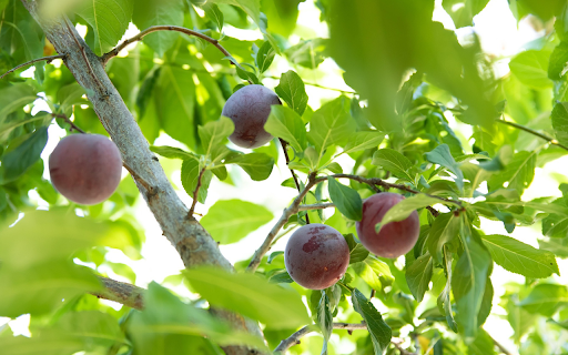 Purple plum tree from Chrome web store to be run with OffiDocs Chromium online Purple plum tree from Chrome web store to be run with OffiDocs Chromium online