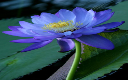 purple water lily wallpaper from Chrome web store to be run with OffiDocs Chromium online purple water lily wallpaper from Chrome web store to be run with OffiDocs Chromium online