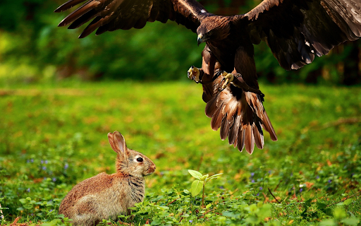 Rabbit hunting bird from Chrome web store to be run with OffiDocs Chromium online Rabbit hunting bird from Chrome web store to be run with OffiDocs Chromium online