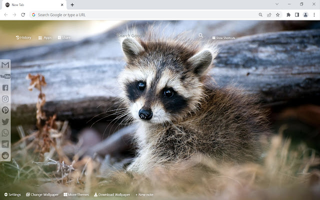 Raccoon Wallpaper New Tab from Chrome web store to be run with OffiDocs Chromium online Raccoon Wallpaper New Tab from Chrome web store to be run with OffiDocs Chromium online