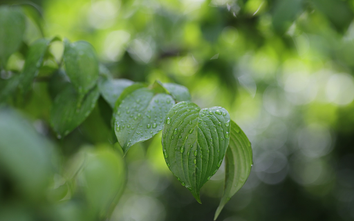 Raindrops on leaves from Chrome web store to be run with OffiDocs Chromium online Raindrops on leaves from Chrome web store to be run with OffiDocs Chromium online