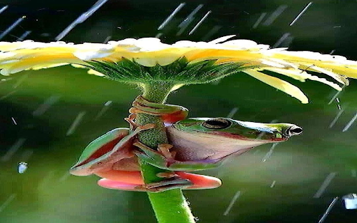 Rain frog wallpaper from Chrome web store to be run with OffiDocs Chromium online Rain frog wallpaper from Chrome web store to be run with OffiDocs Chromium online