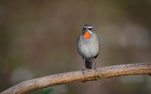 Red Bib Bird from Chrome web store to be run with OffiDocs Chromium online Red Bib Bird from Chrome web store to be run with OffiDocs Chromium online