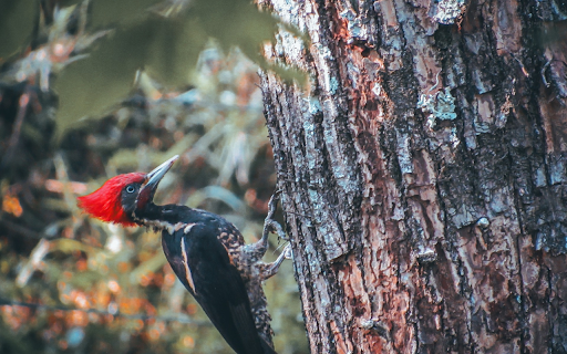 Red cockaded woodpecker from Chrome web store to be run with OffiDocs Chromium online Red cockaded woodpecker from Chrome web store to be run with OffiDocs Chromium online