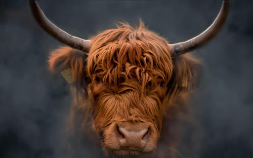 RED COW Theme from Chrome web store to be run with OffiDocs Chromium online RED COW Theme from Chrome web store to be run with OffiDocs Chromium online